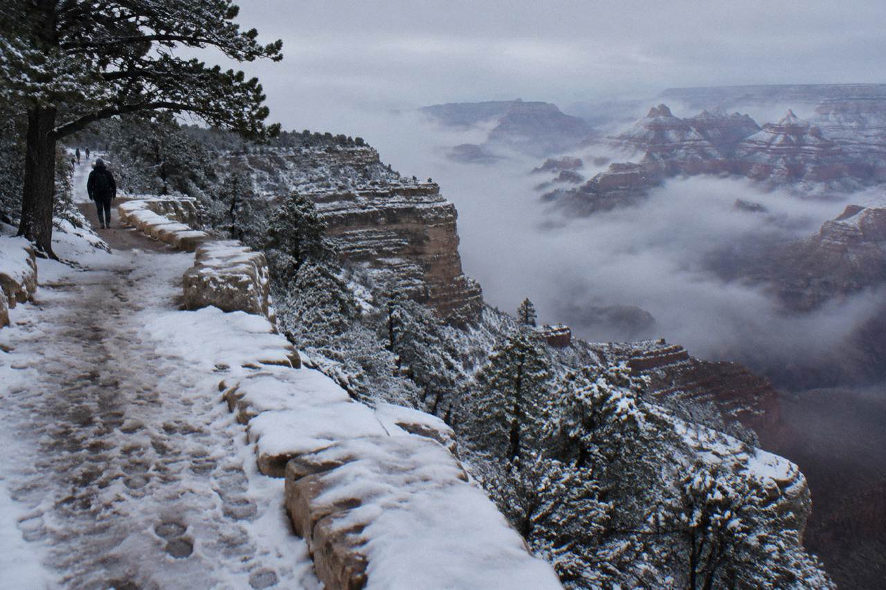 Snow dusting the pine forest along the South Rim of the Grand Canyon in winter