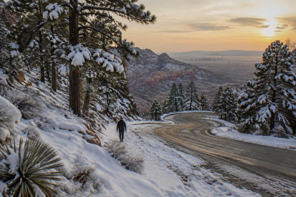 Snow-covered pine trees on a mountainside above the desert valley