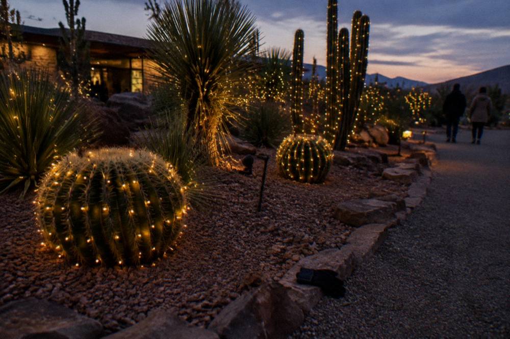 Cactus garden outlined in warm holiday lights against a dark evening sky