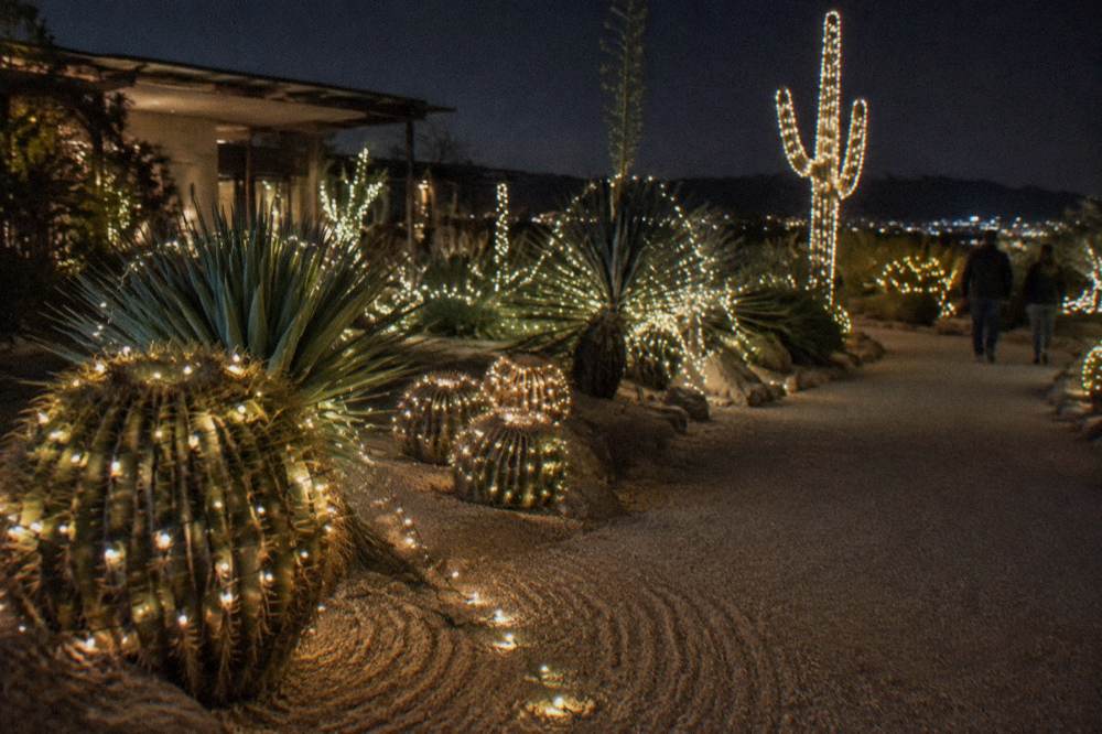 A illuminated holiday garden path with cacti wrapped in strings of lights at night